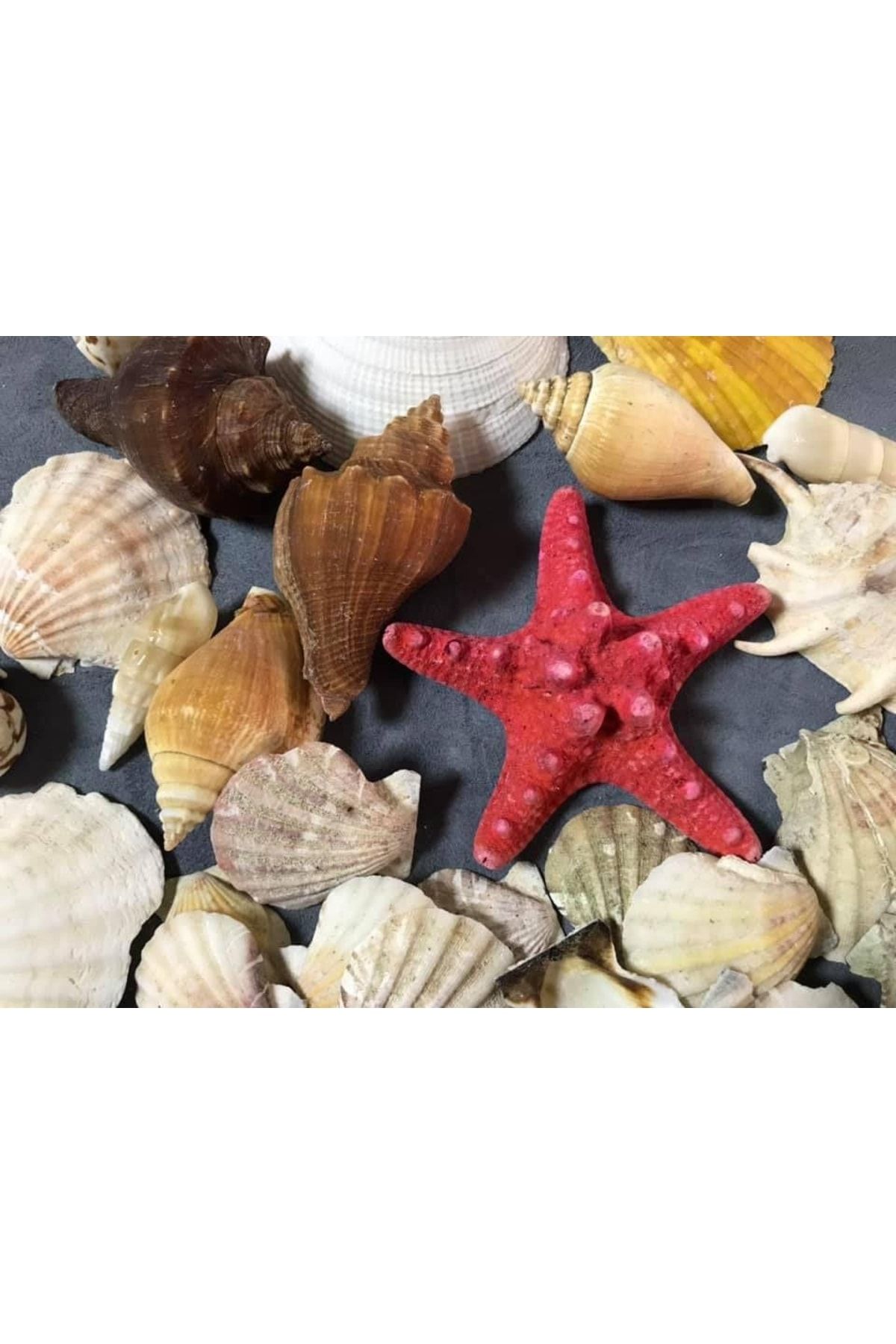 Hasyılmaz Doğal Deniz Kabuğu Naturel Orta Boy Sepet Içerisinde 16x16cm ZN10319