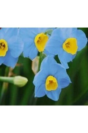 5 Adet Mavi-sarı Göbekli Nergis Çiçeği Soğanı Kokulu F268201355