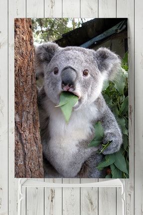 Koala Hayvan Posteri PSTRMNY10947