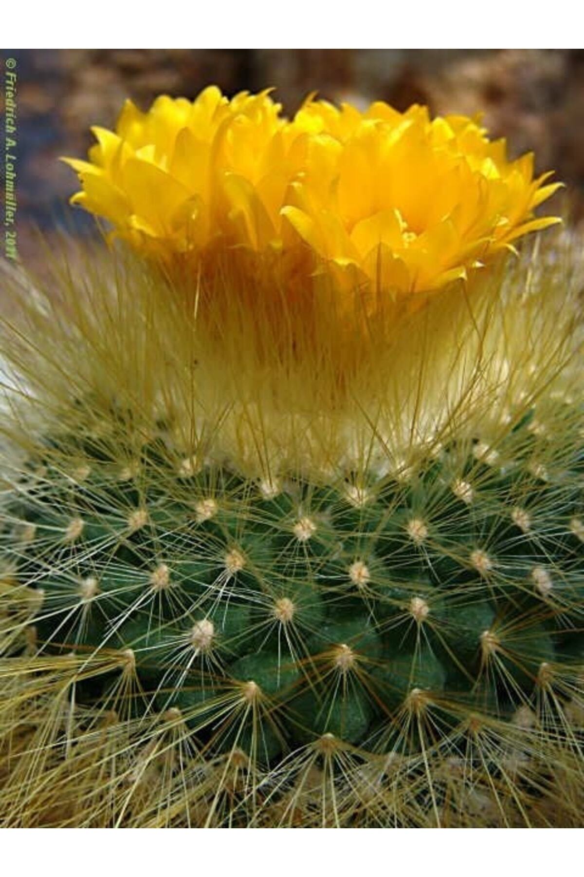 кактус цветет желтым. кактус цветет желтым. кактус цветет желтым. желтый кактус суккулент. опунция садовая (opuntia).