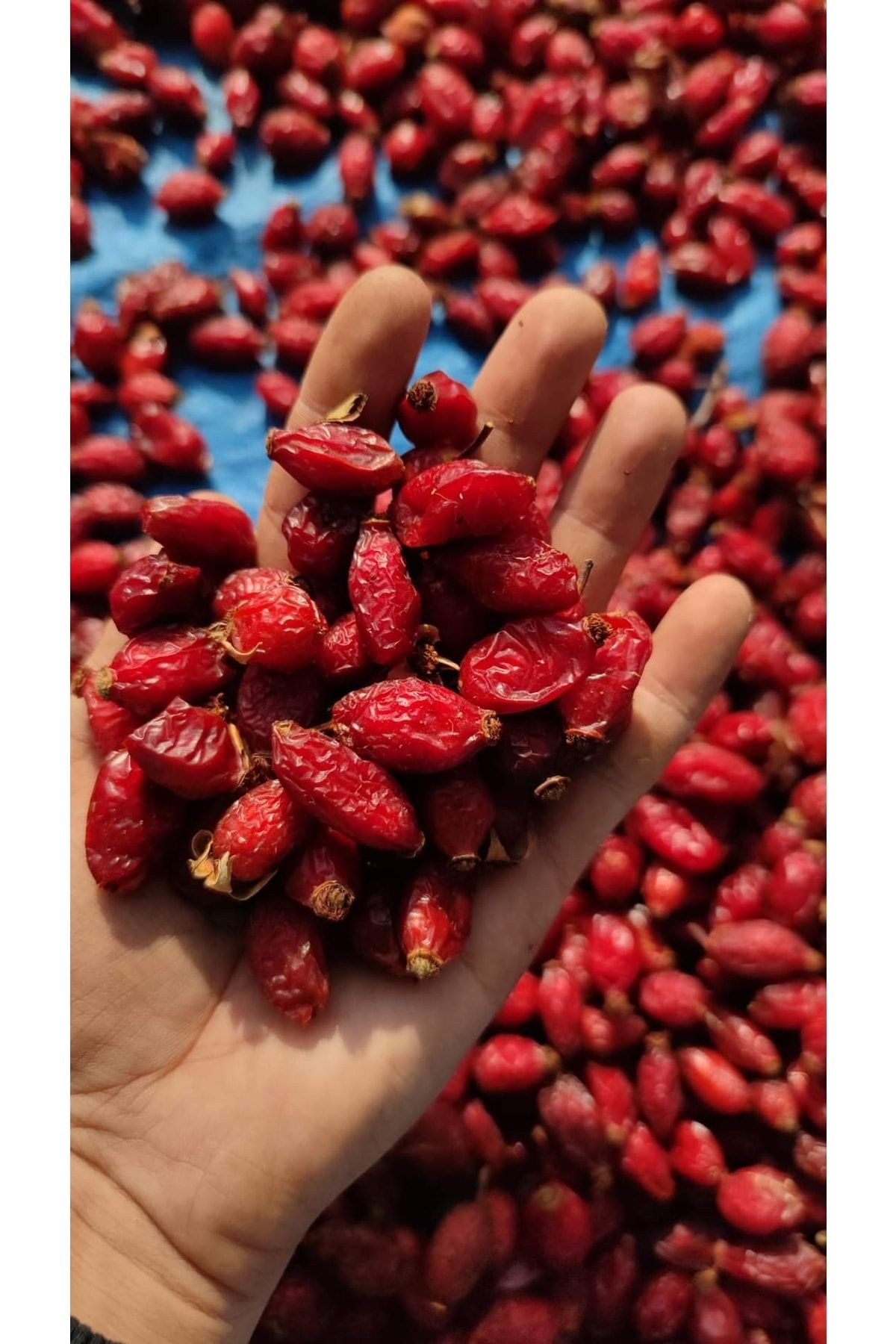 Şifaiye Kuruyemiş ve Şekerleme Kuşburnu 1kg