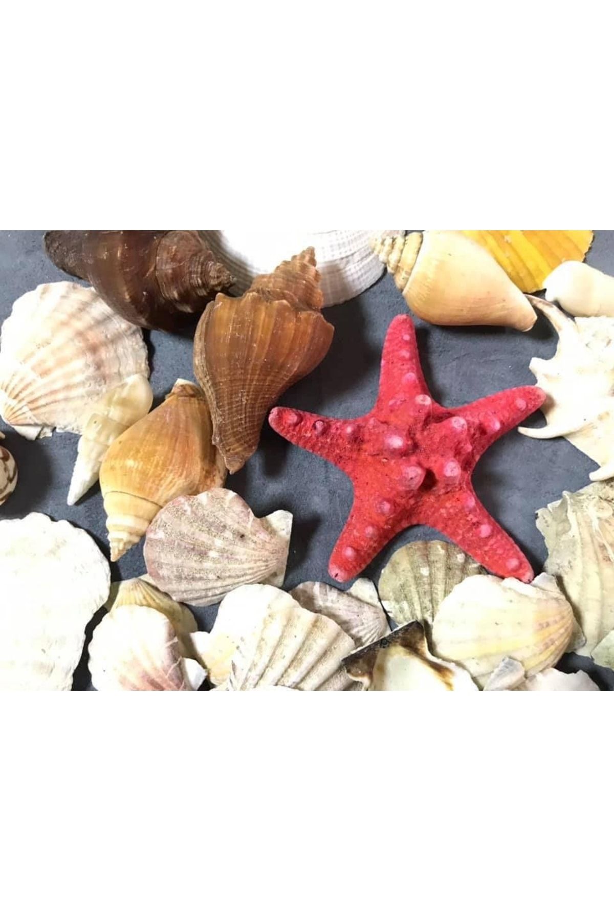 Hasyılmaz Doğal Deniz Kabuğu Naturel Orta Boy Sepet Içerisinde 16x16cm ZN10319