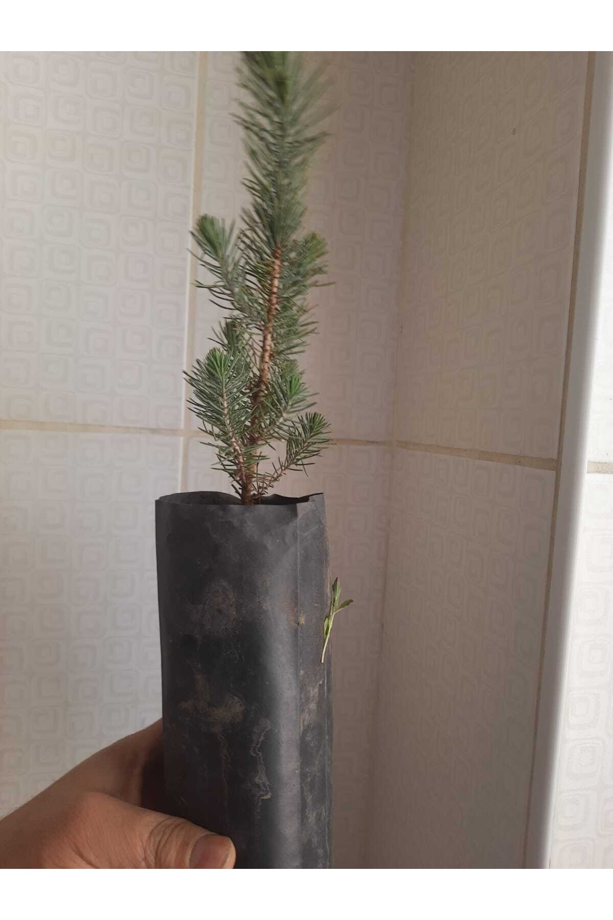 Fıstık Çamı [20*40]cm Boylarında Tüplü 2