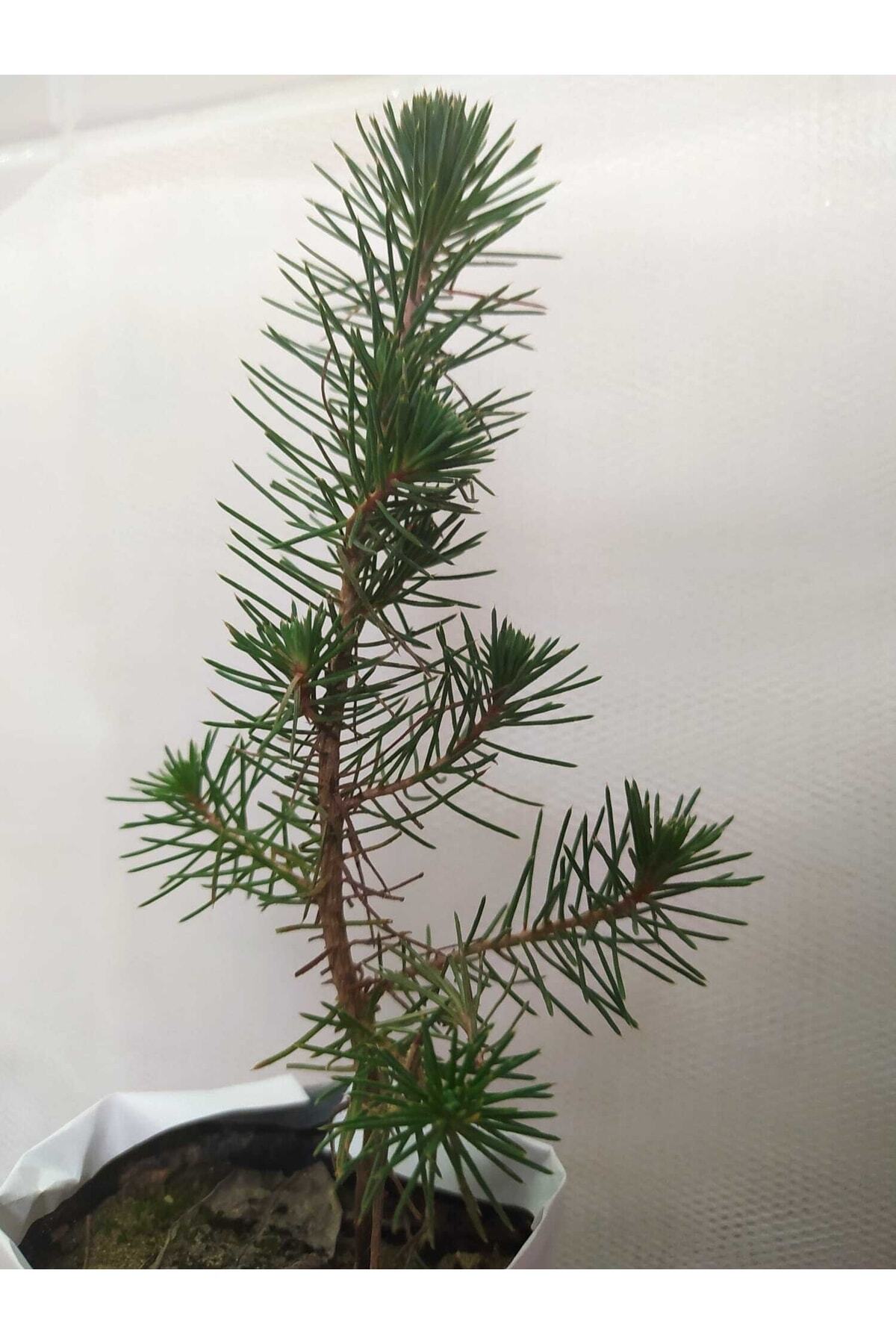 Fıstık Çamı [20*40]cm Boylarında Tüplü 5