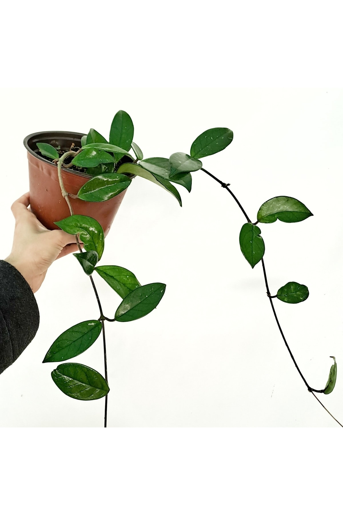 Hoya Carnosa Candle Flower