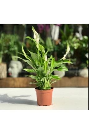 Spathiphyllum Plant Barış Ve Yelken Çiçeği Ev Ofis Salon Bitkisi nc233664