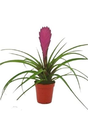 Hava Bitkisi Tillandsia 20-25cm hava2025standart