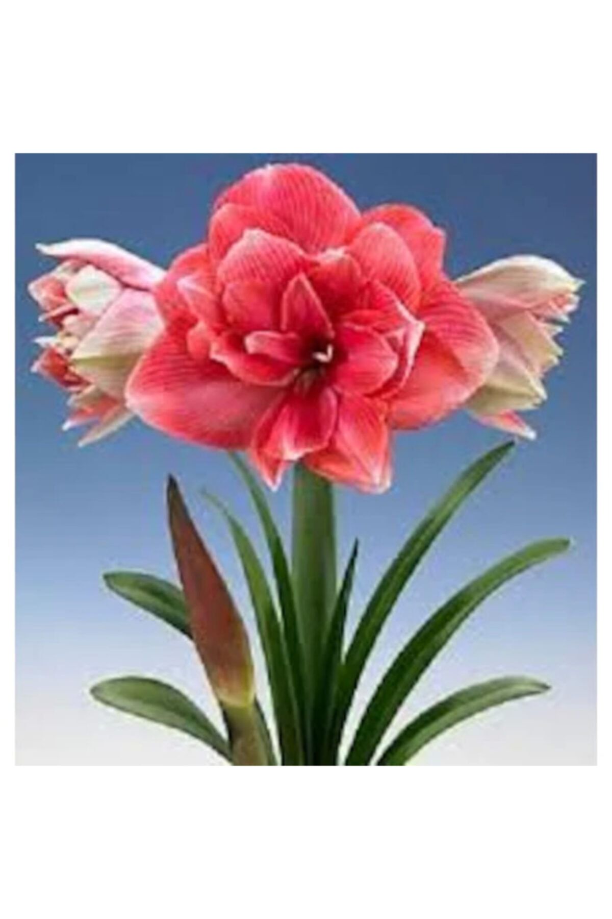 Amaryllis Double Shine