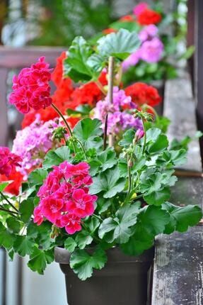 Sardunya Doğal Çiçek Tohumu 10 Adet Ev Bahçe Için Ideal oxect