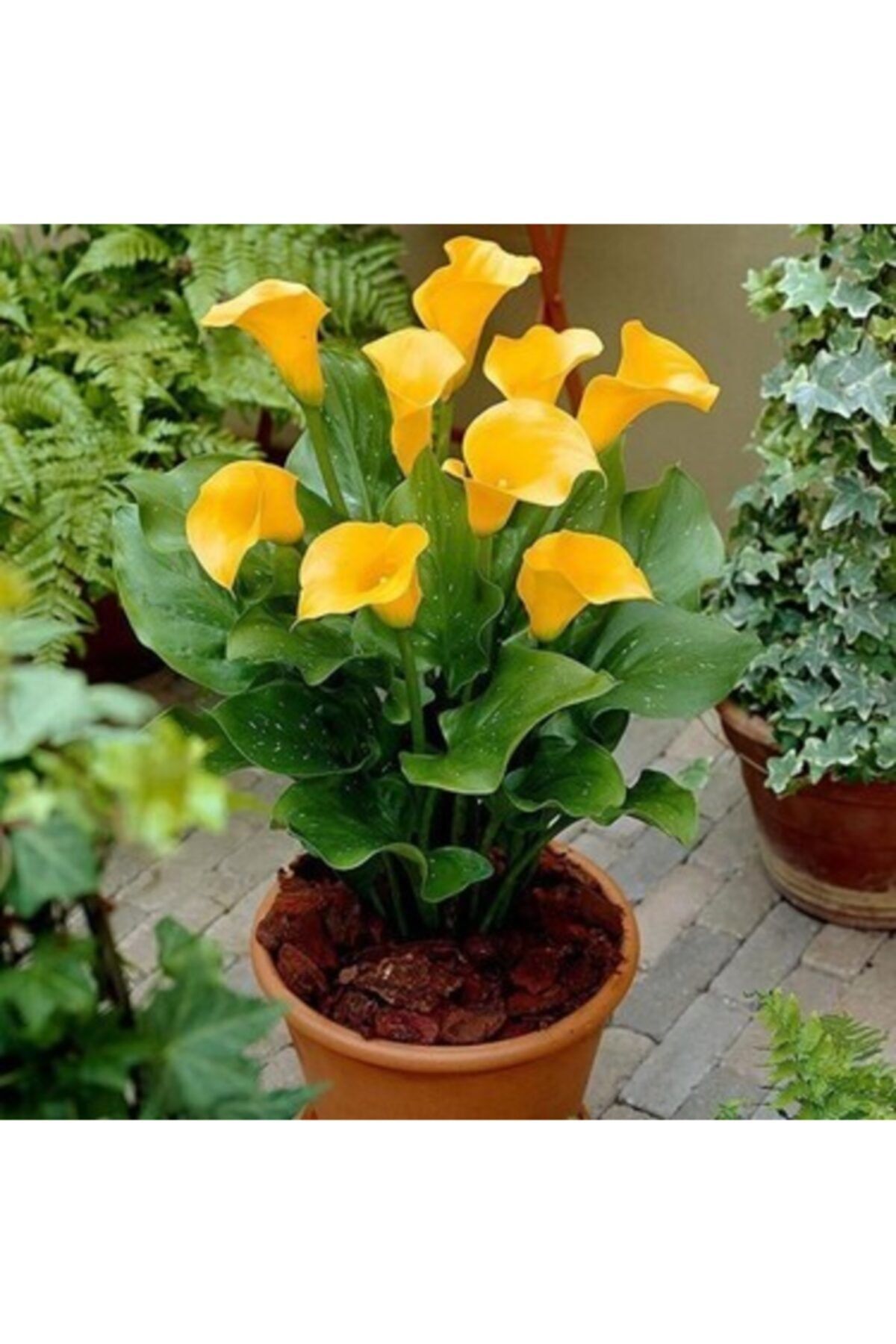 Каллы Цветы Купить Луковицы