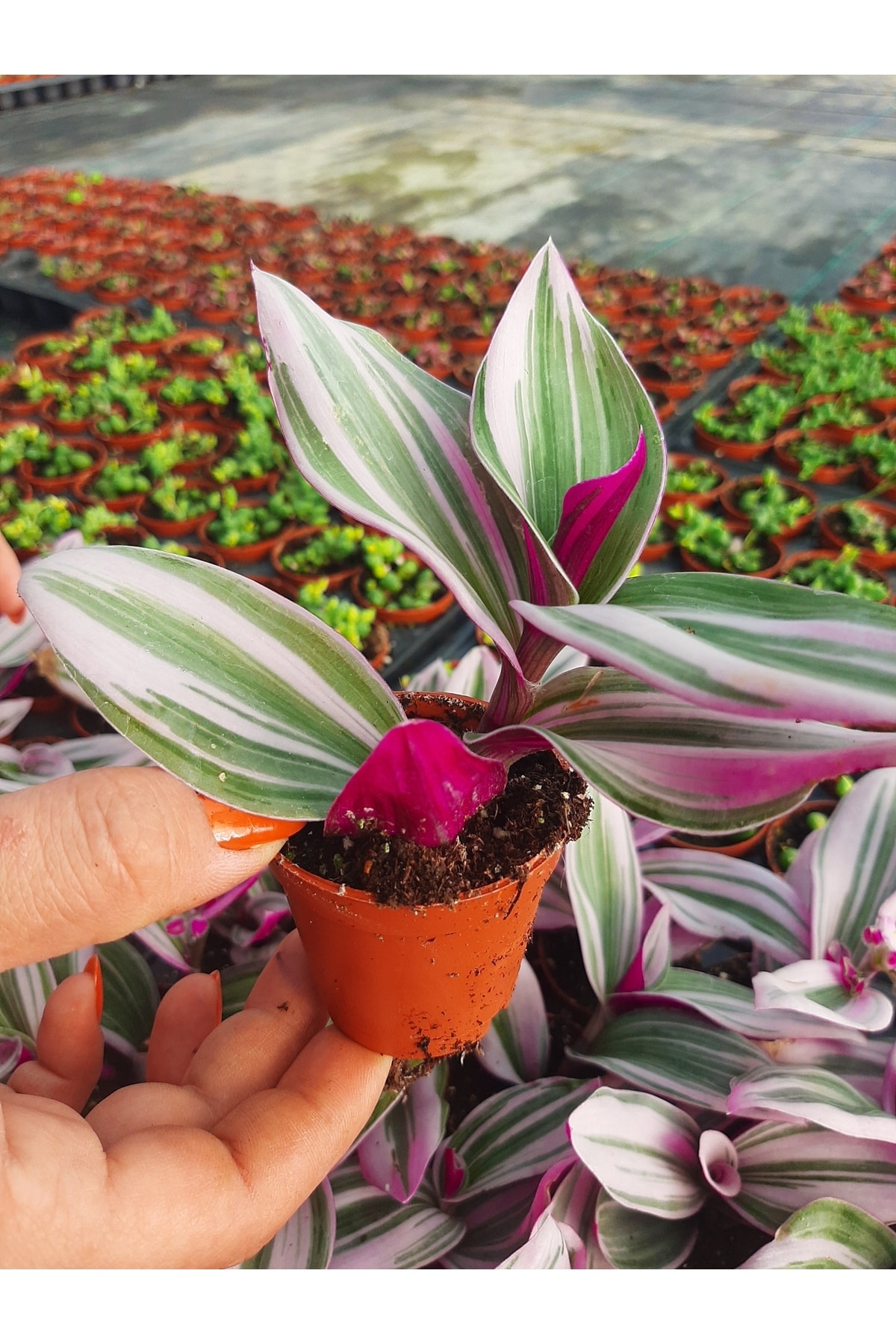 Tradescantia Nanouk (pembe Telgraf Çiçeği 5,5 Cm Saksıdai 2