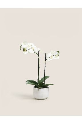 Phalaenopsis Midi Beyaz-kırmızı Canlı Orkide BİTKİLOTUS506