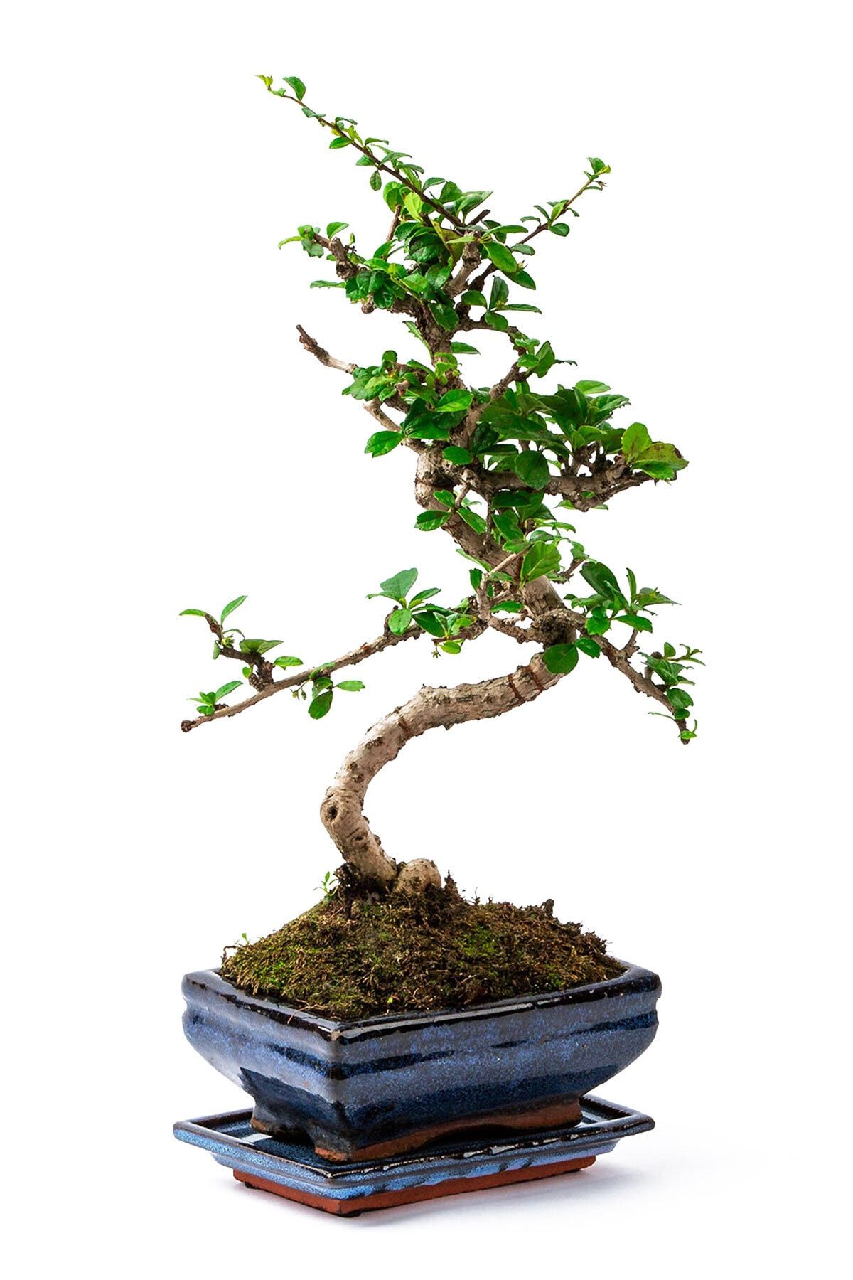 Cicekgarajbahce Seramik Saksida Zelkova Bonsai Fiyati Yorumlari Trendyol