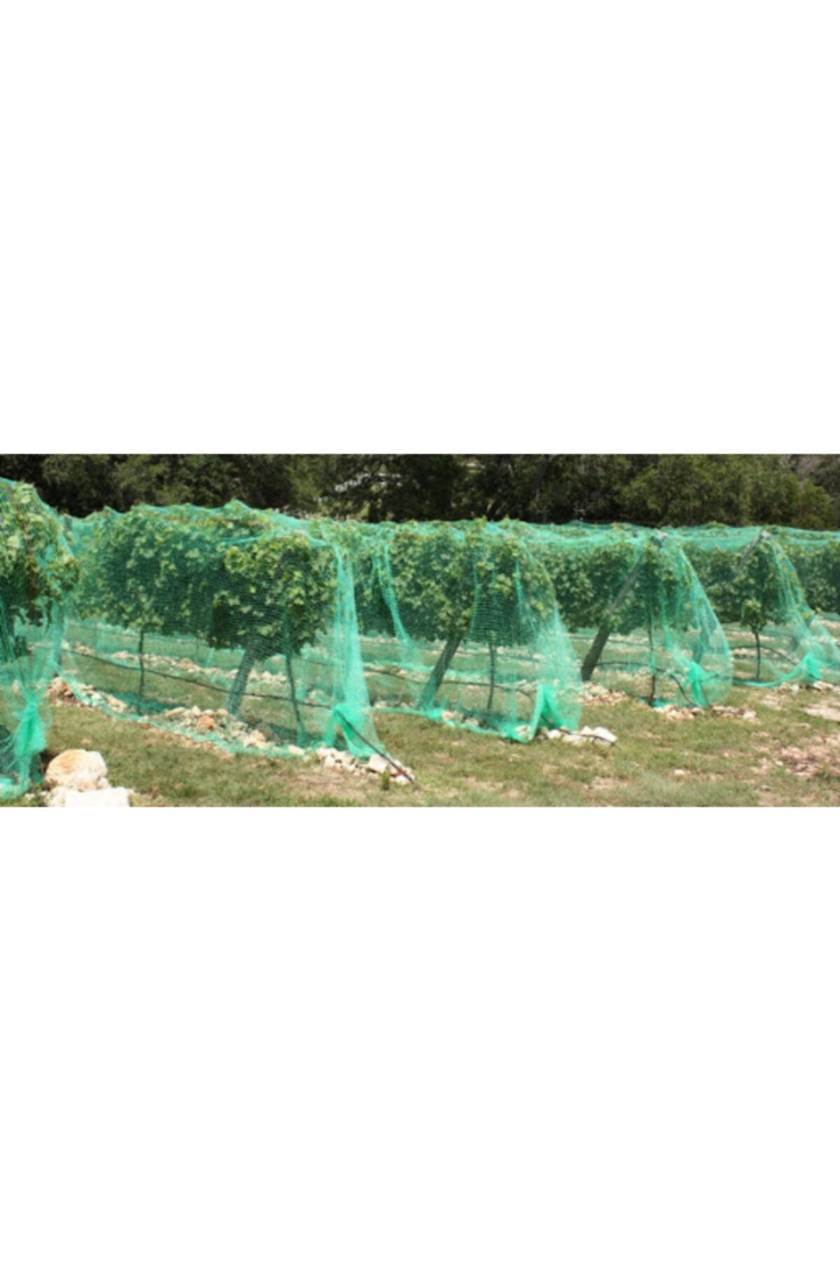 Arı Tülü Tavuk Filesi 1x50 m 6