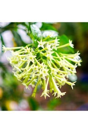 Tüplü Yoğun Kokulu Melisa Parfüm Çiçeği Fidanı FHKLNU35