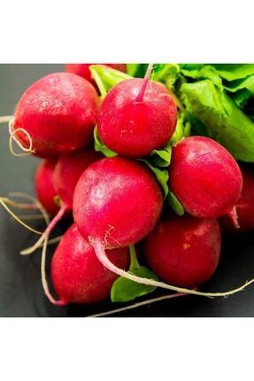 Mutlu Paket Aromatik Ici Disi Kirmizi Red Beet Pancar Fidesi 5 Adet Trendyol