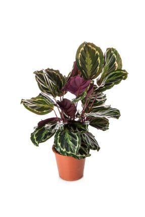 Niwa Botanic Ludisia Discolor Jewel Orchid Mucevher Orkide Trendyol