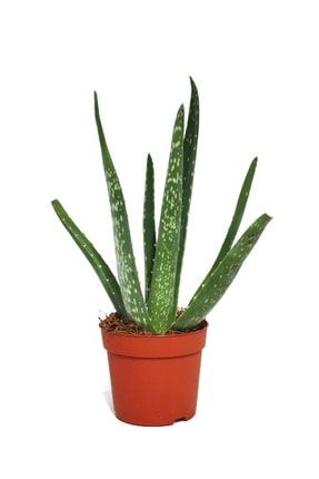 Oskaryum Aloe Vera Bitkisi 25 30 Cm Trendyol