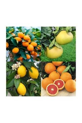 Fidan Sahasi Bodur Asili Yediveren Limon Portakal Kamkat Mandalina Fidani Trendyol
