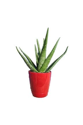 TORU BAHÇE Aloe vera Bitkisi-Jel için 20-30 Cm Doğal Krem Şifalı 455486596