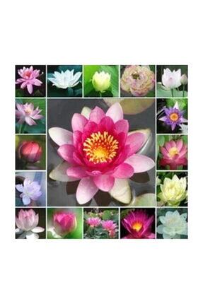 Lotus Cicegi Tohumu Nilufer Su Zambagi Tohumu 3 Tohum Trendyol