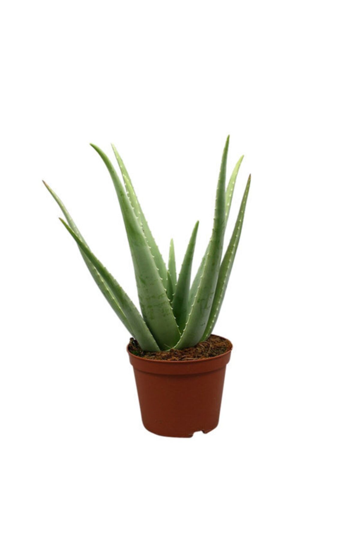 Oskaryum Aloe Vera Bitkisi 25 30 Cm Fiyati Yorumlari Trendyol