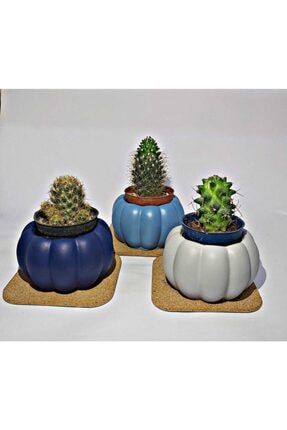 Mini Kabak Kaktüs Sukulent Saksı Seti Açık Koyu Mavi Gri Renk 2462501