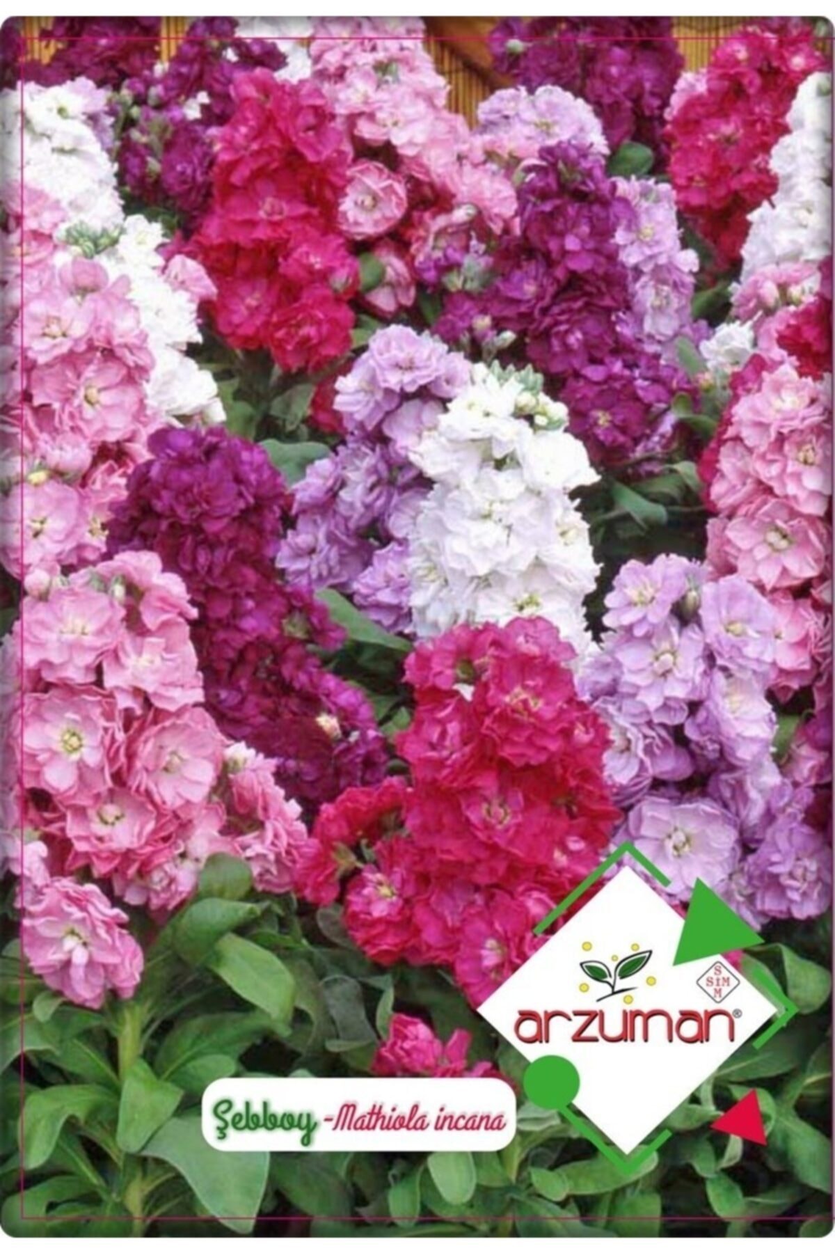 Şebboy Flower (100 Pieces) Mixed Color