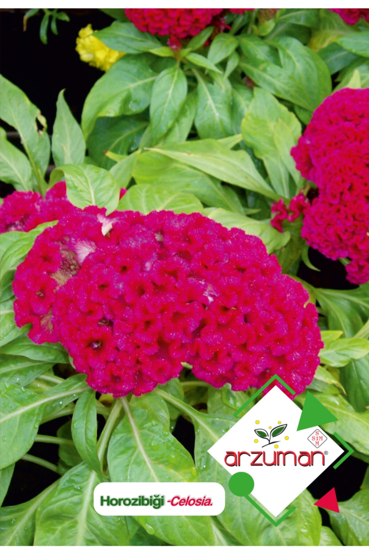 Horozibiği (celosia) Flower Seed 100 Pcs