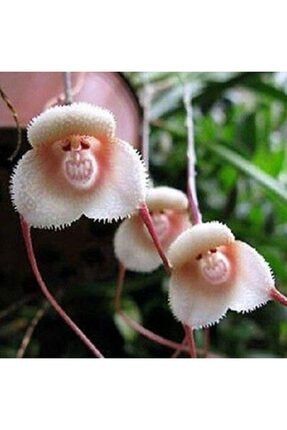 Nadir Ithal Maymun Orkide Çiçeği Tohumu Ekim Seti 5 Tohum Saksı Toprak Kombin 20070