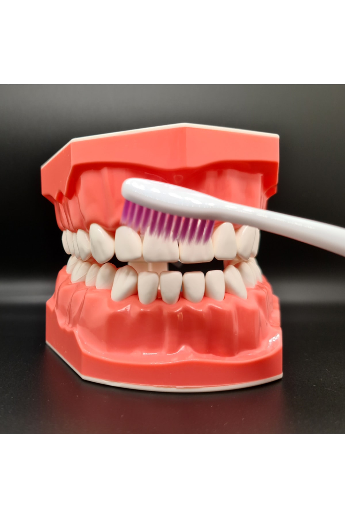 Dentaksesuar Diş Fırçalama Modeli