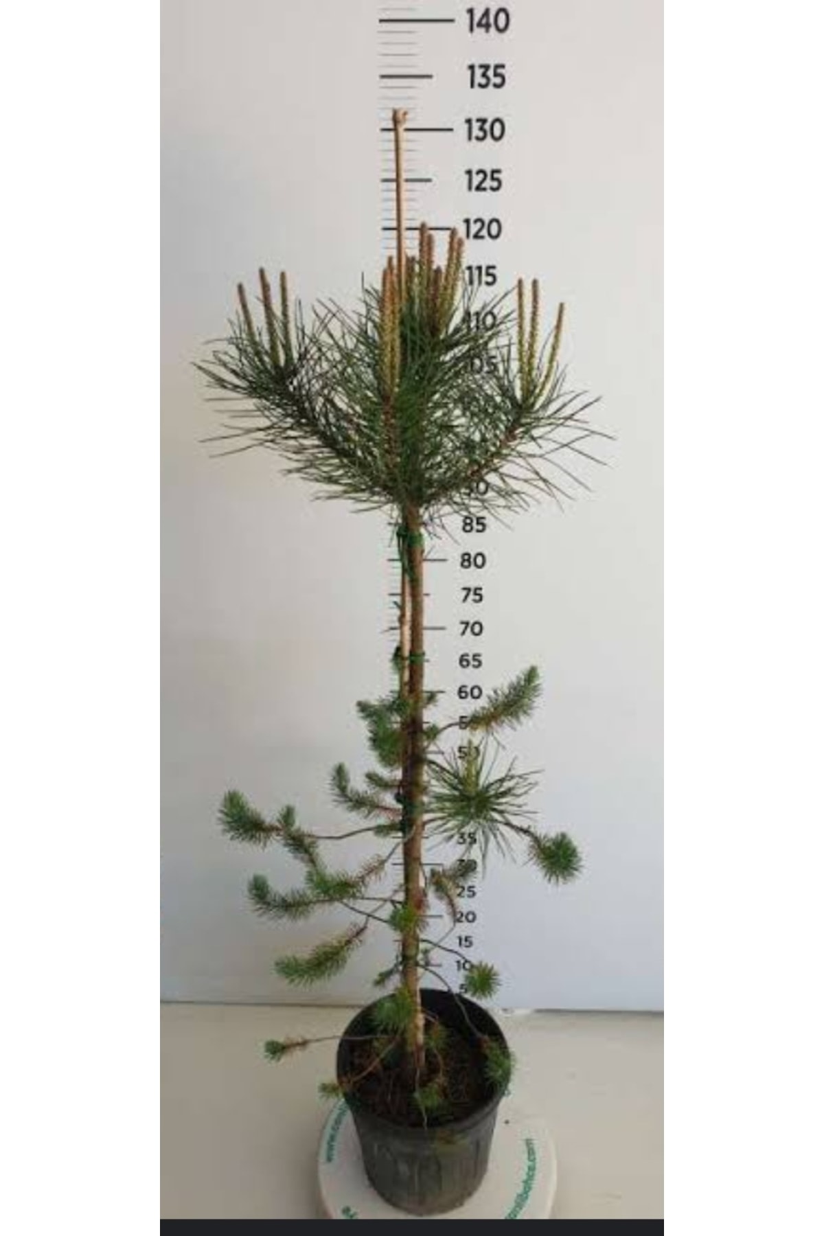 pine tree
