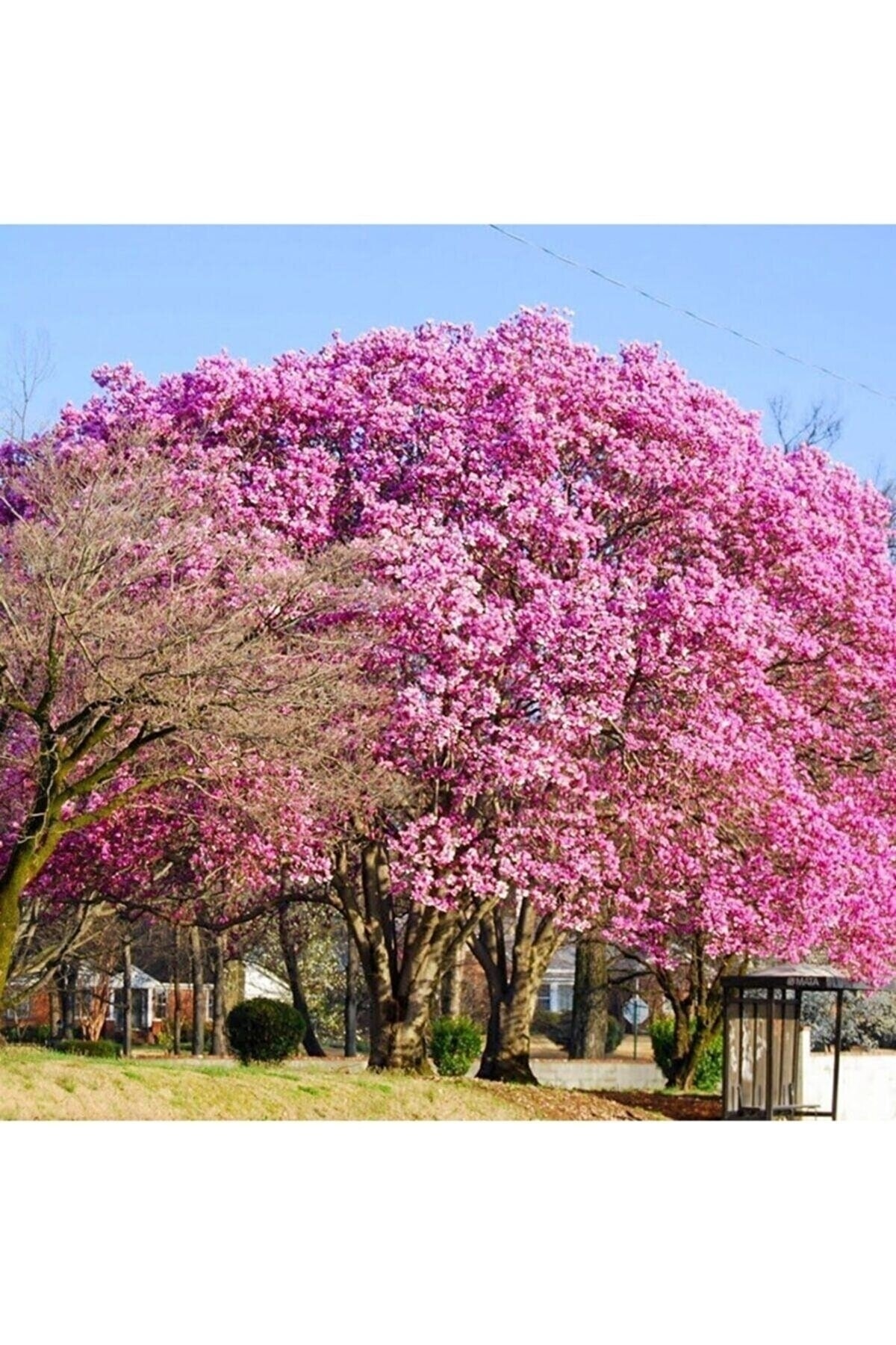 ANADOLUPLANT Şans Ağacı Pembe Çiçekli Kokulu Paulownia Tohumu (100 Adet)