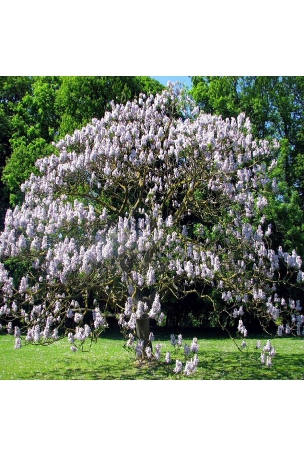 Dünyanın En Hızlı Büyüyen Ağacı Beyaz Çiçekli Kokulu Paulownia Fidanı Tohumu (100adet) 2