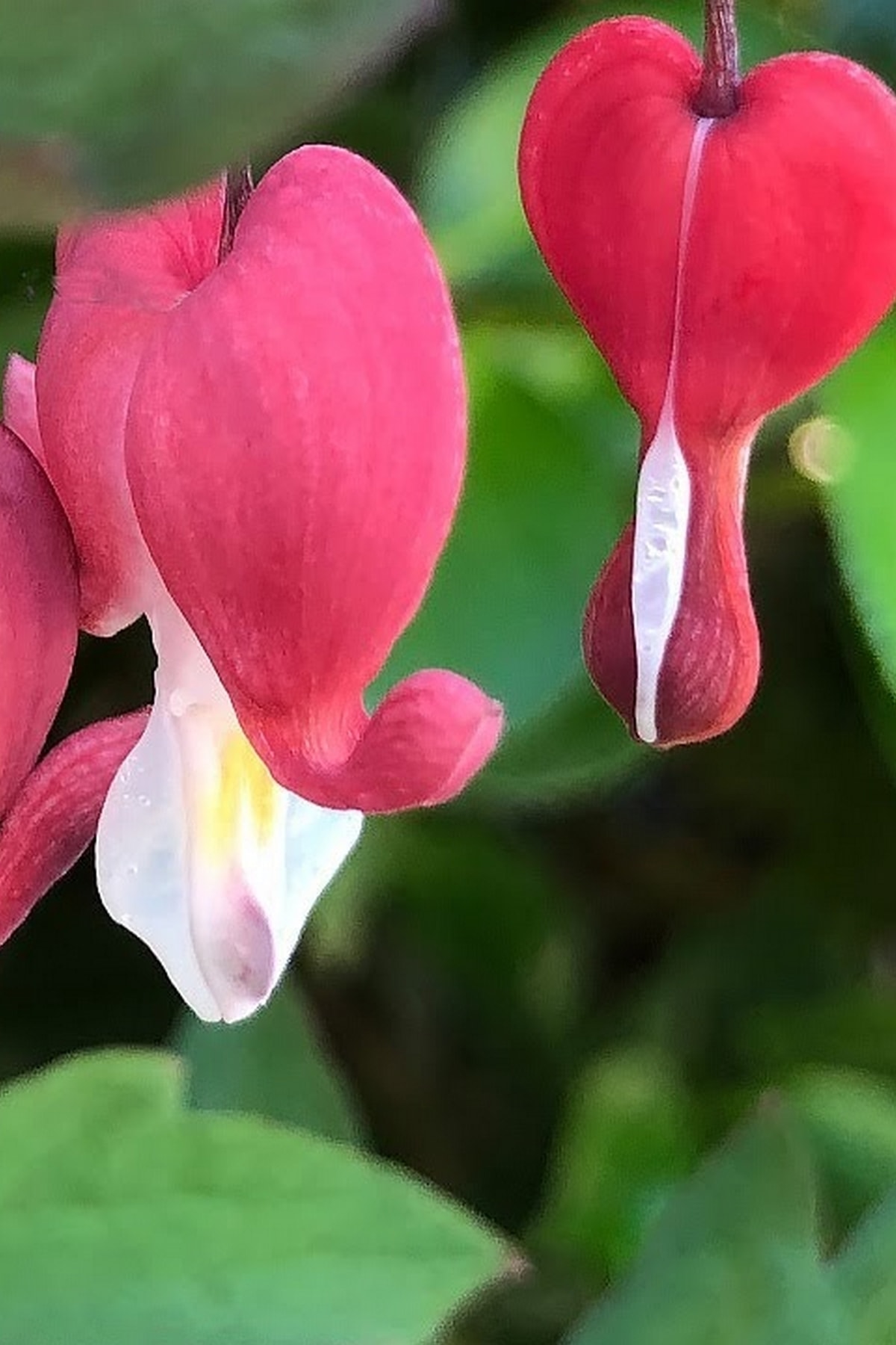 Tolgys Kanayan Kalpler Çiçeği, Dicentra Spectabilis Tohumu / 5 Adet Tohum
