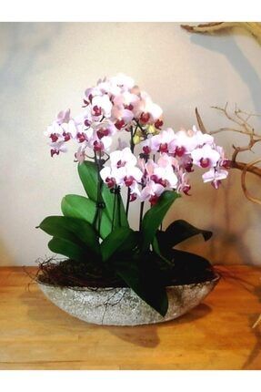 5 Adet Nadir Yediveren Orkide Tohumu thmdnym01