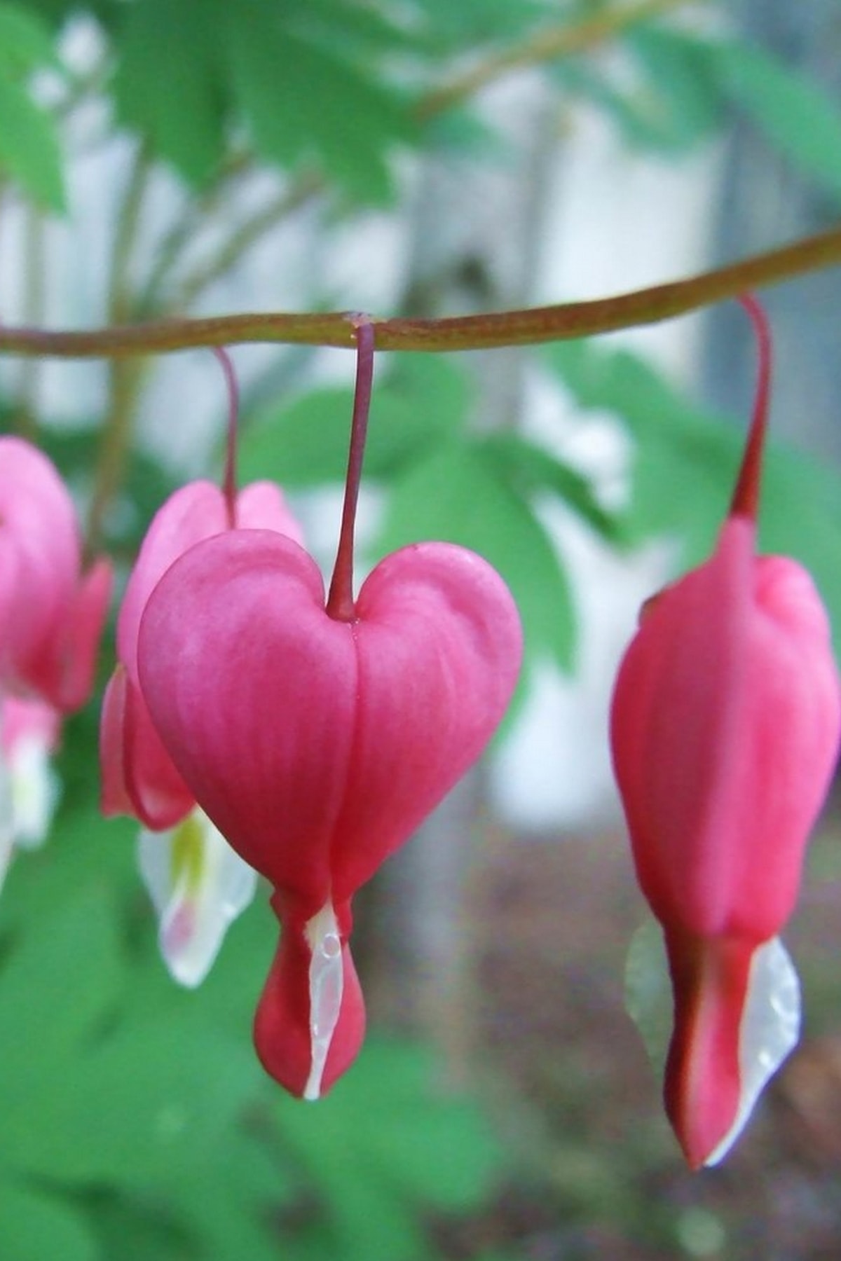 Tolgys Kanayan Kalpler Çiçeği, Dicentra Spectabilis Tohumu / 5 Adet Tohum