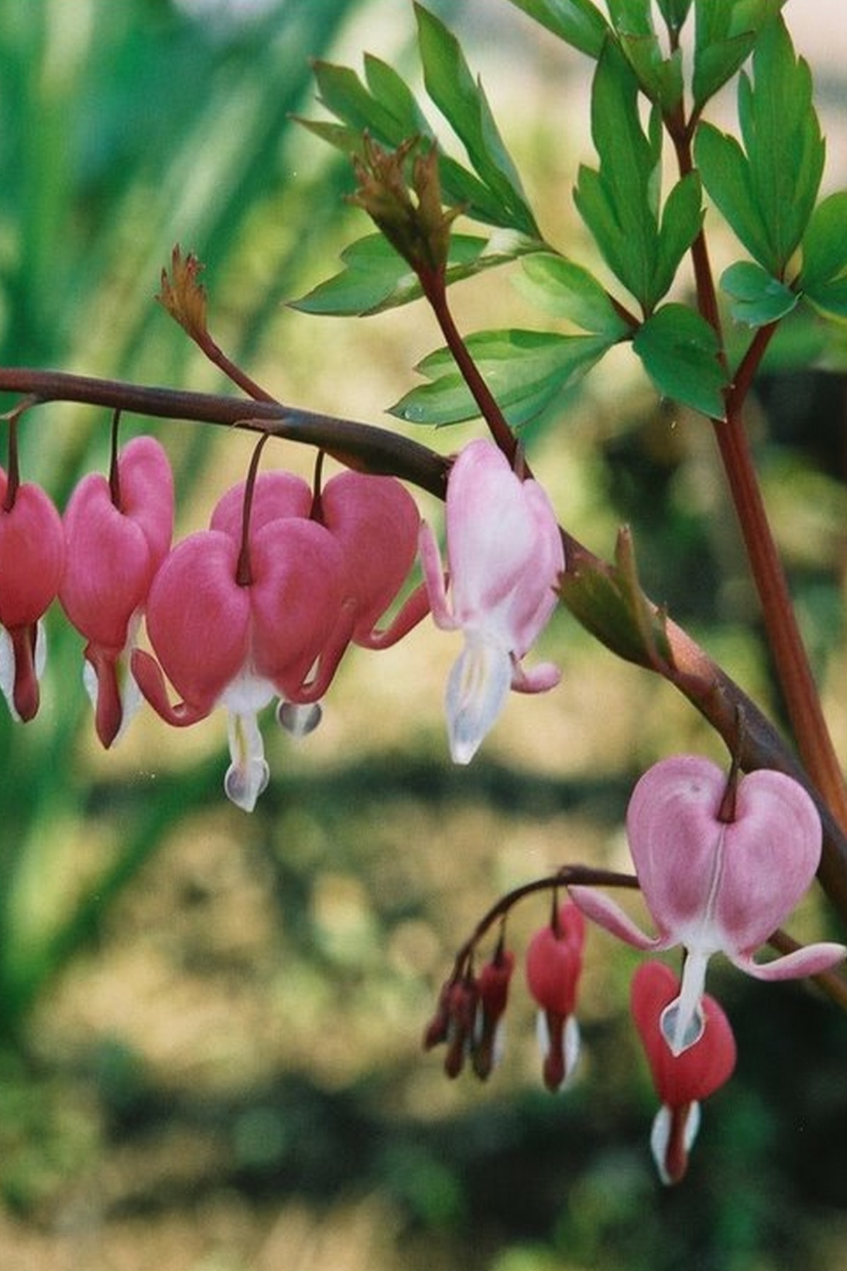 Tolgys Kanayan Kalpler Çiçeği, Dicentra Spectabilis Tohumu / 5 Adet Tohum