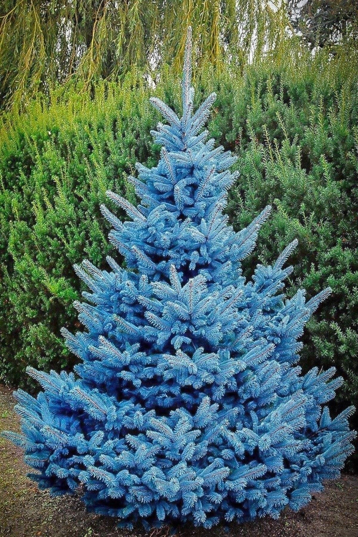 Ель