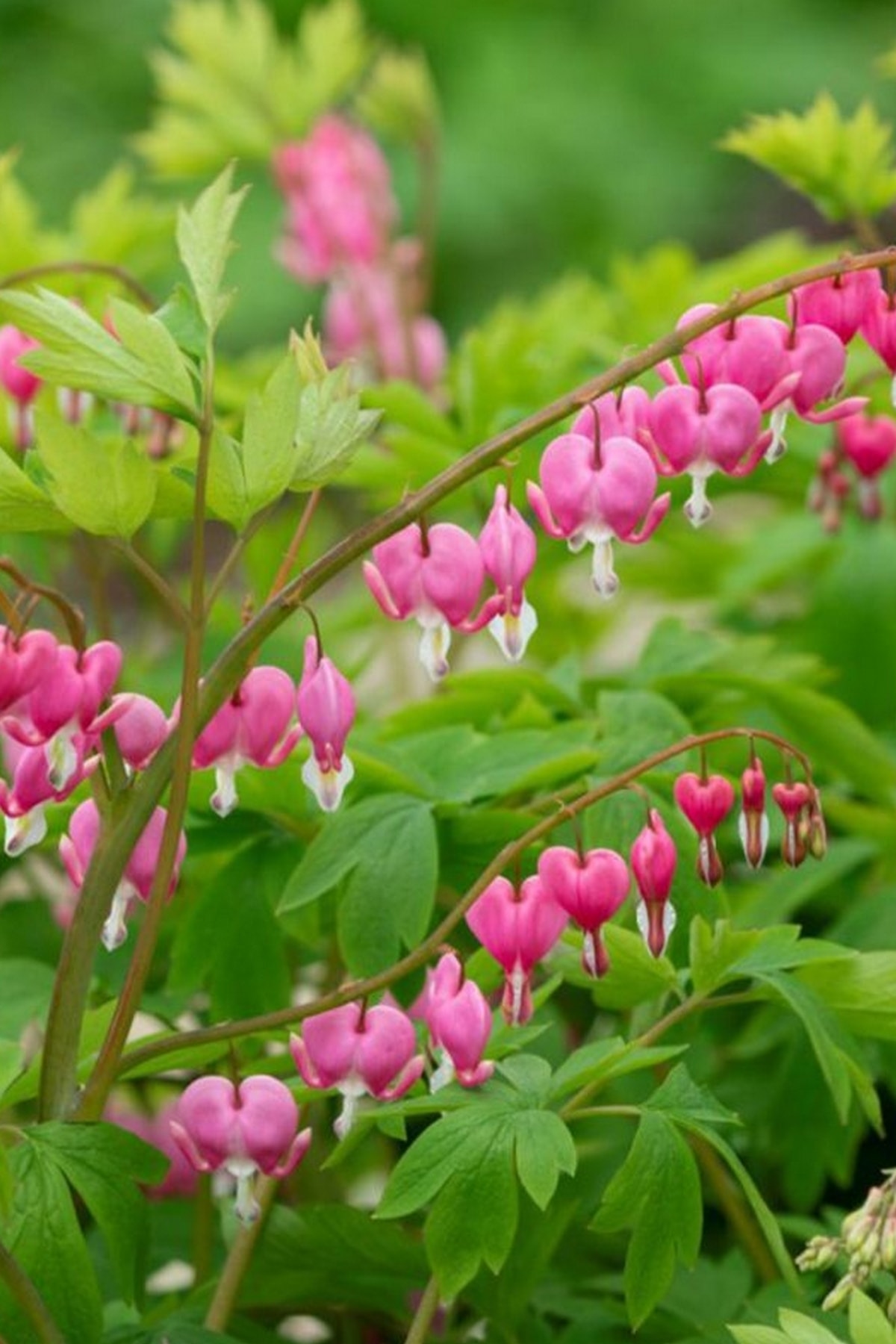 Tolgys Kanayan Kalpler Çiçeği, Dicentra Spectabilis Tohumu / 5 Adet Tohum