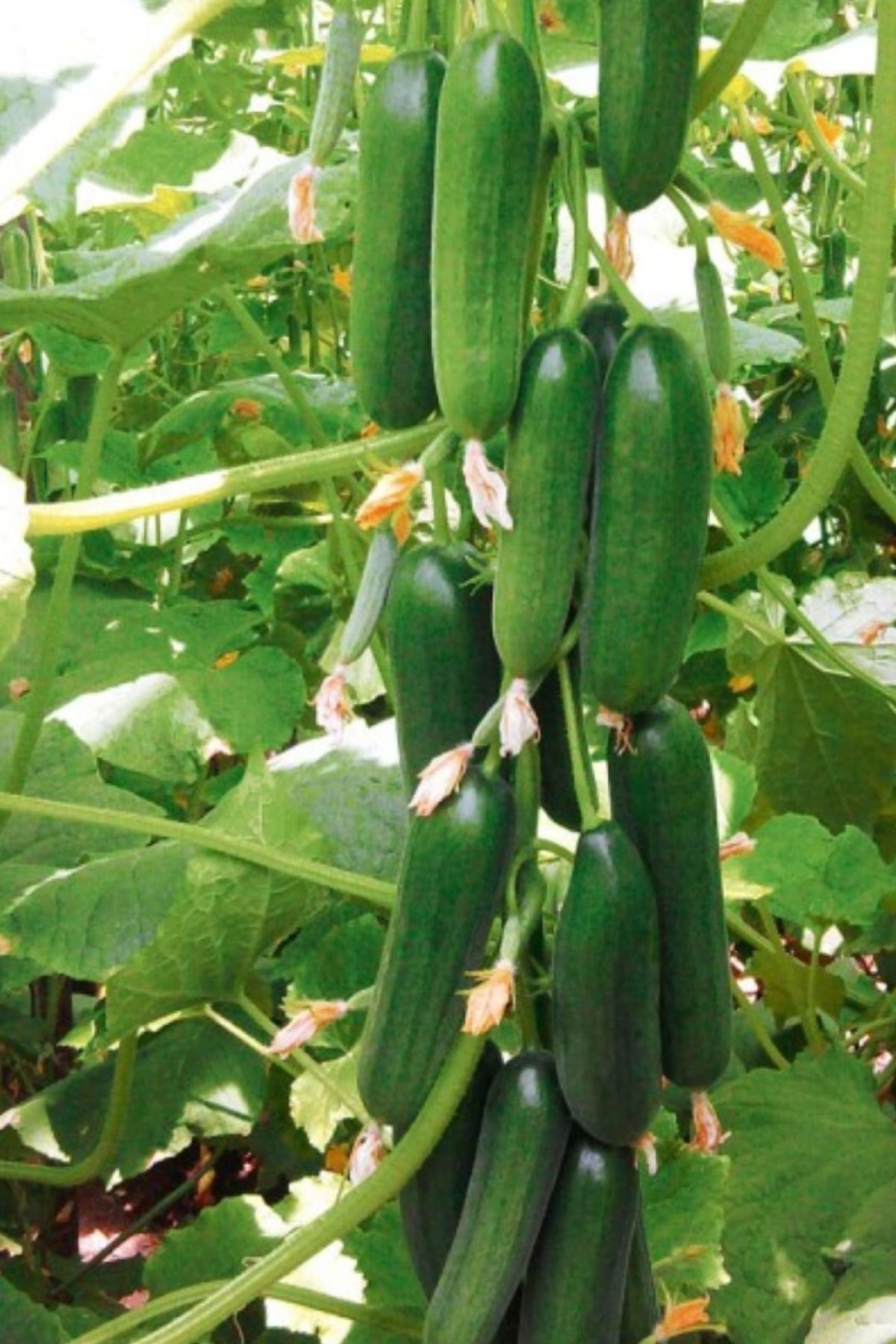 Tolgys Sırık Salatalık, Erkenci Yediveren Hıyar Tohumu / 20 Adet Salatalık Tohumu