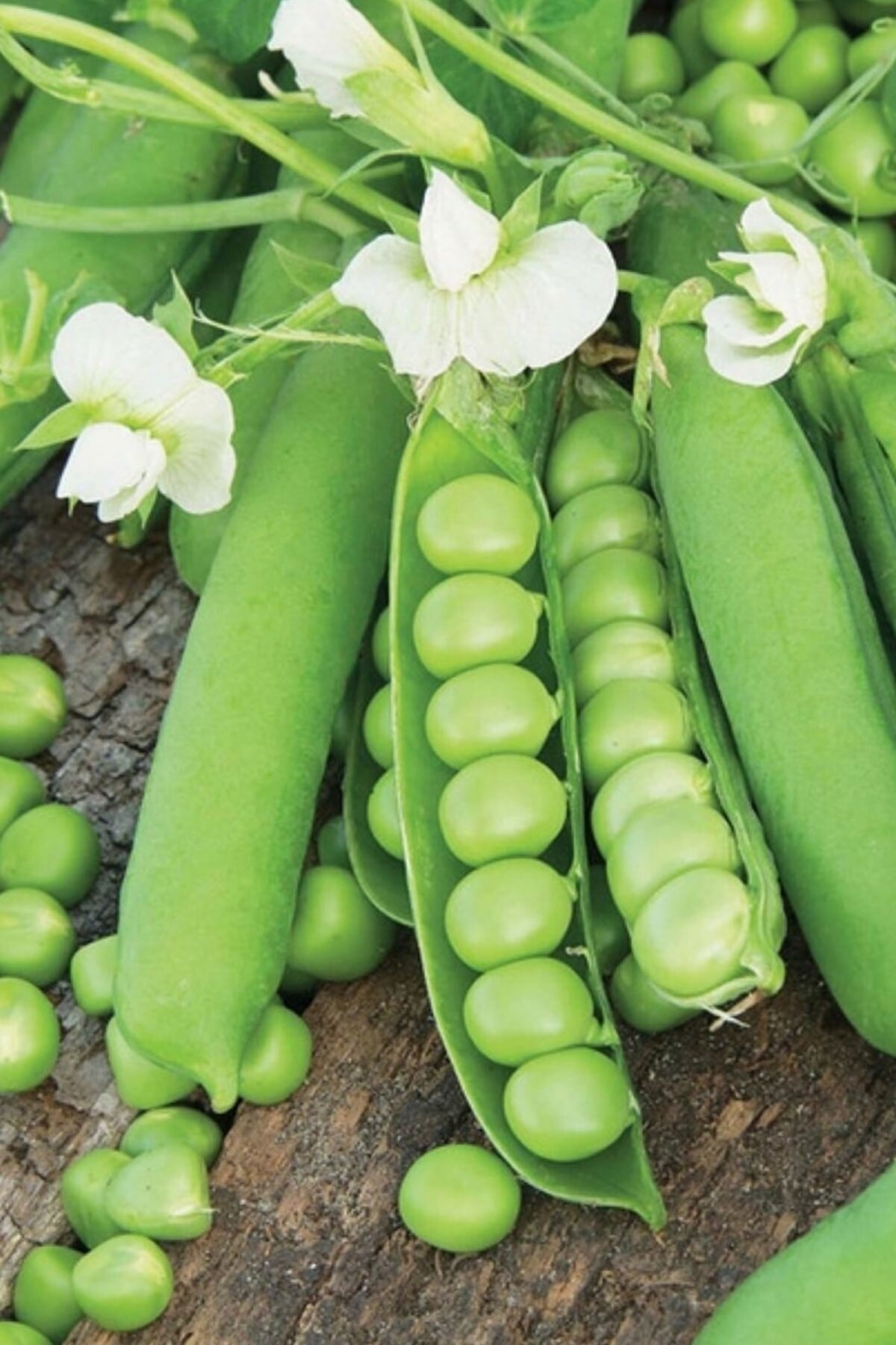 Горох лущильный афилла. Сахарный горох растение. Семена гороха великан. Горох овощной голден свит. Горошек как называется.