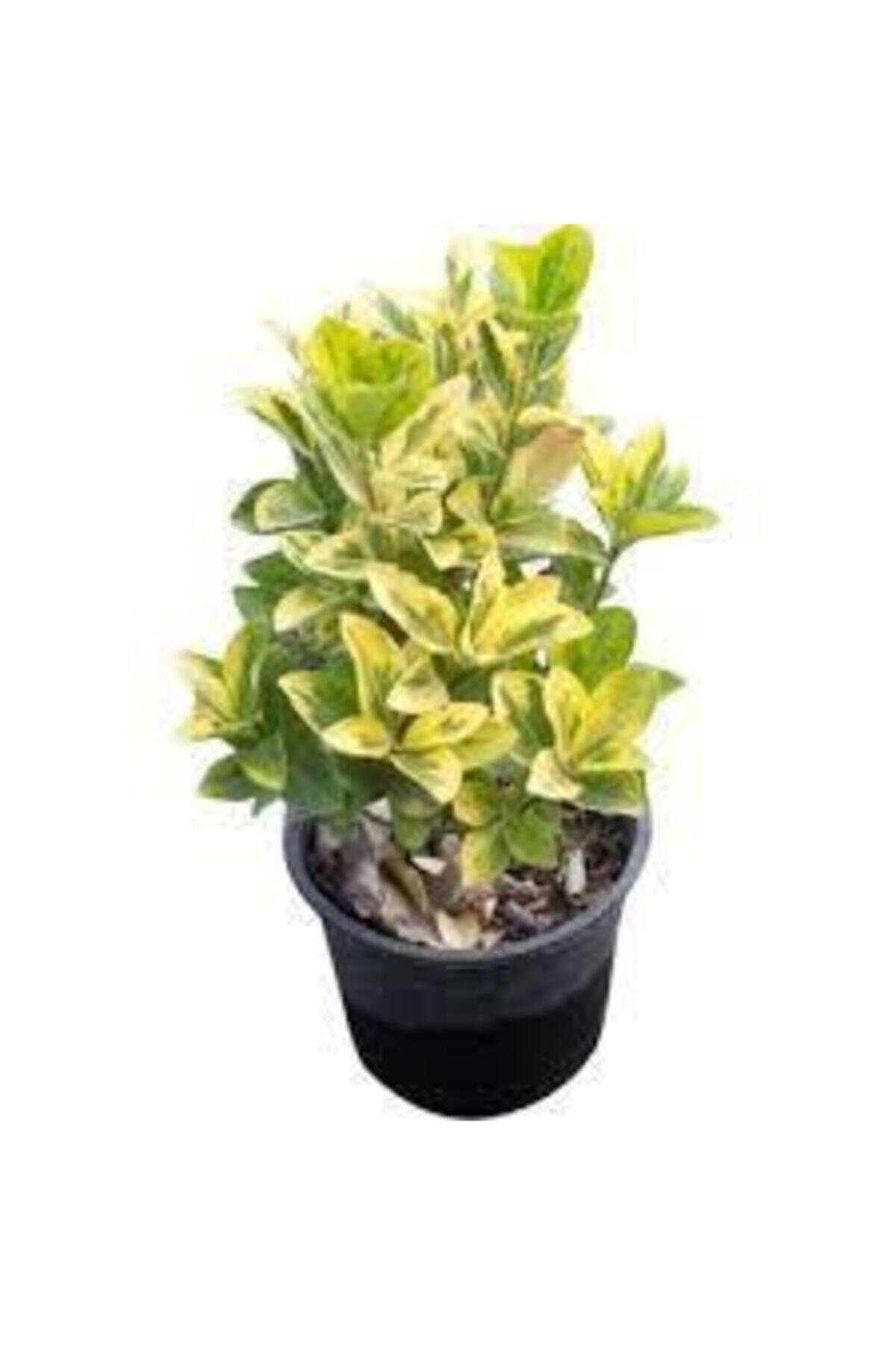 Gold Taflan Altuni Taflan ( 20cm - 30cm ) 2