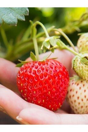 cilekdiyarii 10 adet festival cilek fidesi taze sokum ve frigo acik kok garantili fiyati yorumlari trendyol