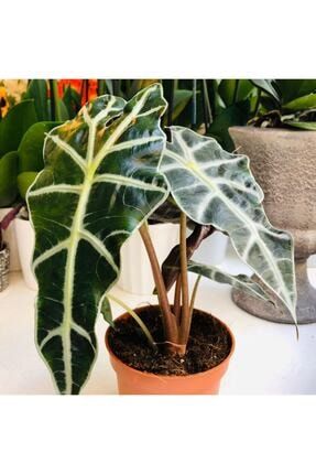 Alocasia Amazonica Plant Yavrulu Fil Kulağı Ev Ofis Salon Bitkisi Ozn223841741