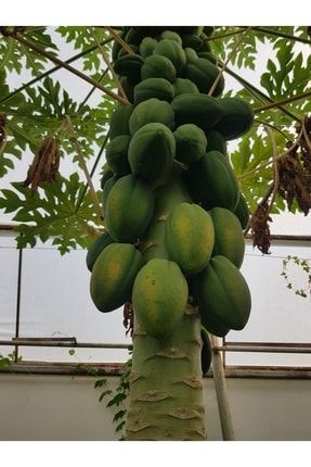 Papaya Meyvesi 1 Adet 300-500 gr Yerli Taze tropikmeyvelerimPpy1