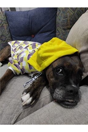 Sarı-mor Desenli Hoodie Köpek Sweat-hoodie Köpek Kıyafeti 227551