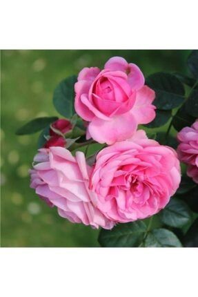 Mimoza Isparta Gulu Fidesi Fidani Posetli Tup 1 Adet Rosa Damascena Trendyol