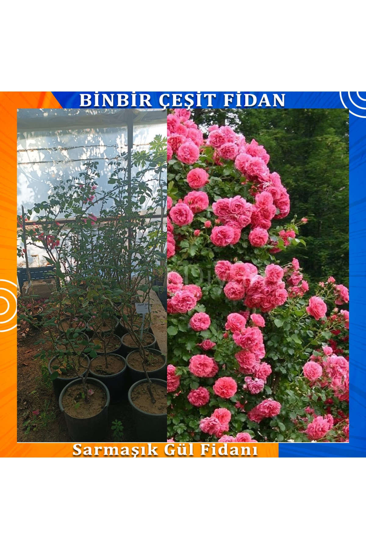 Sarmaşık Gül Fidanı