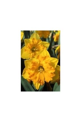 5 Adet Yoğun Kokulu Nergis Çiçek Soğanı (nergiz)-kod125 659705